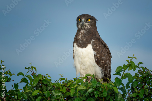 Bild auf Leinwand Black-chested snake-eagle in profile on leafy thornbush