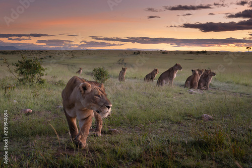 Lionesses and their cubs resting on a rock in the Maasai Mara National Reserve, Kenya, enjoying the vast African savanna landscape
