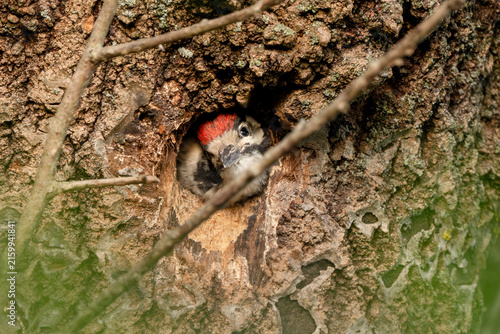 Bild auf Leinwand Great Spotted Woodpecker peeking from tree cavity