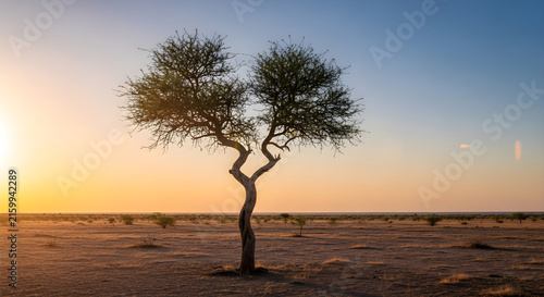 Solitary Acacia Tree Standing Alone in the Vast Arid Savannah Landscape during a Golden Sunset Glow