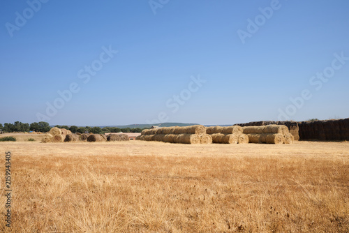 Stacks of round hay bales in dry agricultural field