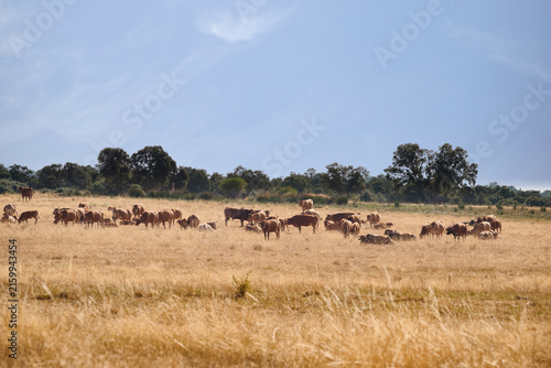 Cattle grazing on dry pasture in rural Castilla and Leon