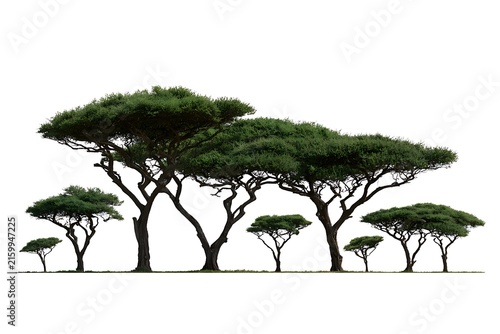 Group of acacia trees isolated on white background