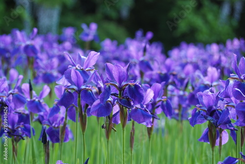 植物　花　公園　梅雨　満開	 flowers