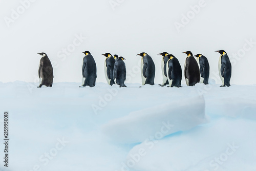 Chick king penguins at Volunteer Point, Falkland Islands