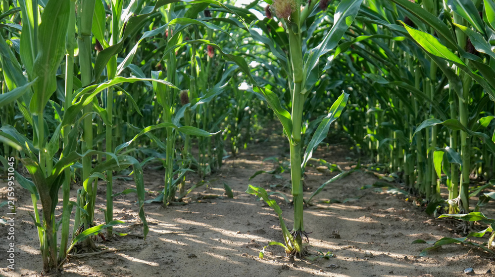 Fototapeta premium Green corn plants growing across an agricultural field, showing healthy crop development and seasonal farming landscape