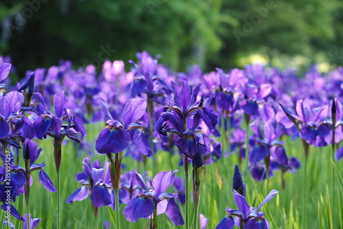 植物　花　公園　梅雨　満開	 flowers