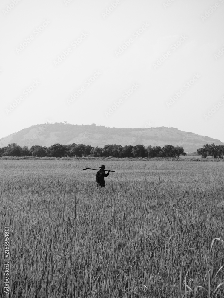 Fototapeta premium Silhouette of a rice field farmer in Siem Reap Cambodia with Phnom Kroam mountain in the background