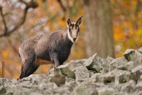 Konstfotografi a chamois with a broken horn stands on a rubble field