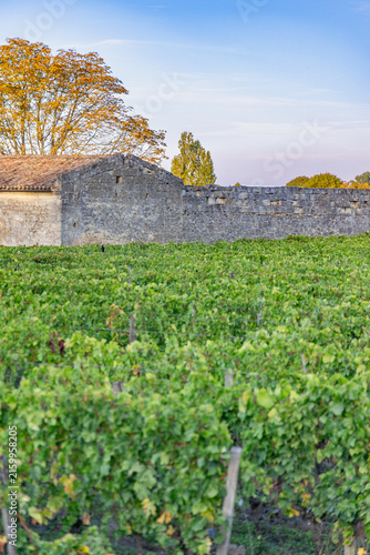 Bild auf Leinwand Saint Emilion Bordeaux France stone wall vineyard.