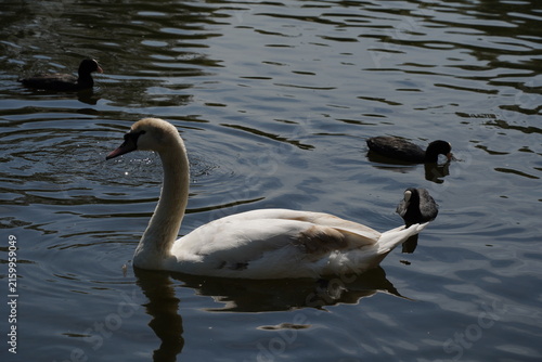 Foto White swan swimming among black waterfowl on a lake, with sunlight reflecting across the rippling water