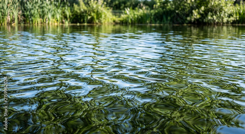 Rippling Water Surface on Natural Pond with Reflection of Lush Foliage