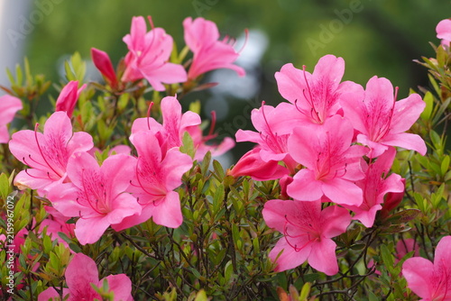 花　植物　公園　　Flowers in the park	