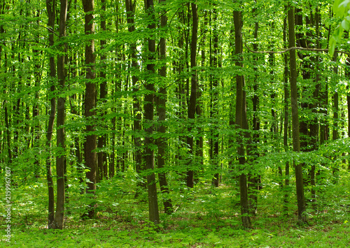 Foto Forest trees. Nature green wood sunlight backgrounds