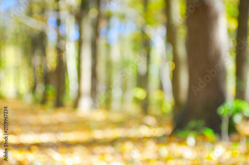 Autumn golden forest, blured background.