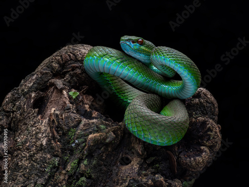 Blue-Green White Lipped Pit Viper (Trimeresurus insularis) displaying an open defensive posture. It is a venomous pit viper native to the Lesser Sunda Islands, Indonesia.