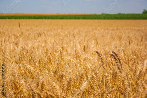 Golden wheat field with dense grain stalks, green crop bands, distant farmland and blue sky across a broad rural landscape under soft daylight