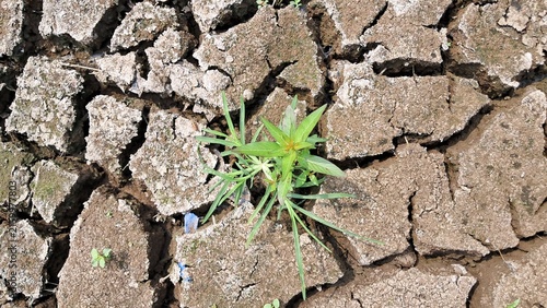 Cracked Dry Soil with Green Plants Growing During Drought