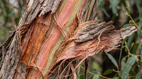 Macro photograph of colorful eucalyptus tree bark peeling off in fibrous natural strips