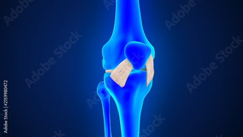 Obraz na płótnie The anterior cruciate ligament of 3d illustration