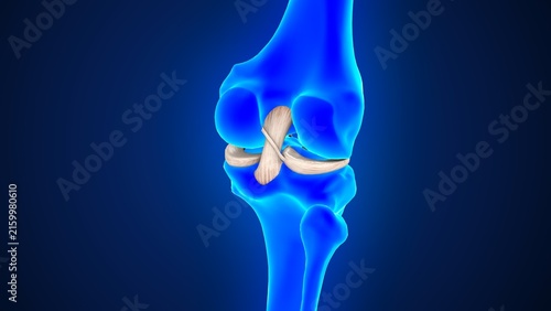 Fotografie The posterior cruciate ligament (PCL) of 3d illustration