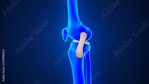 Bild auf Leinwand The medial collateral ligament of 3d illustration
