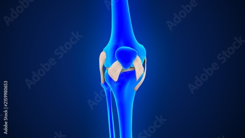 Fotografie Human knee joint ligaments of 3d illustration