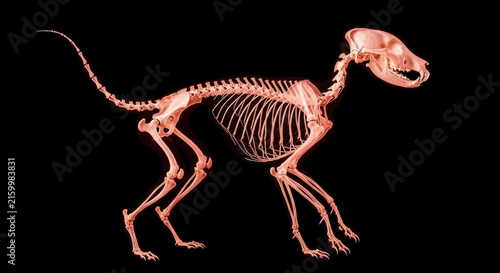 Detailed X-ray of a Canine Skeleton on Black Background