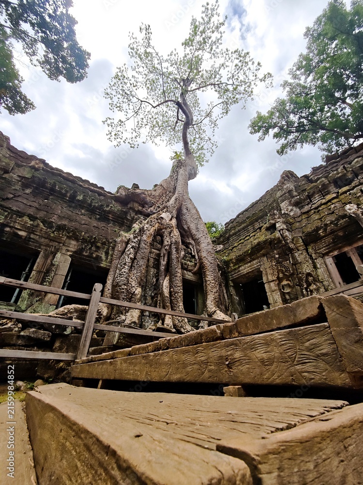 Fototapeta premium Silk Cotton Tree at Ta Prohm temple Angkor Thom Siem Reap Cambodia