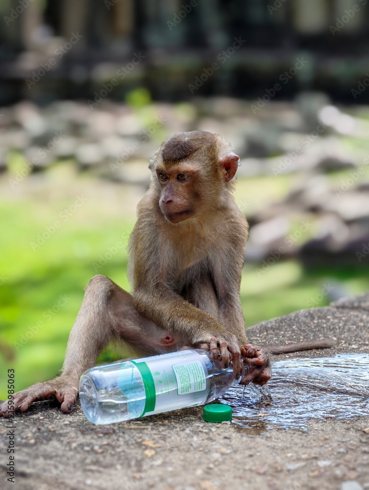 Fototapeta premium Macaque monkey spilling water out of a plastic bottle near Angkor Wat temple, Siem Reap Cambodia