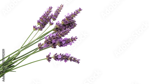 Obraz na płótnie Bunch of fresh purple aromatic lavender flowers isolated on transparent backgrou