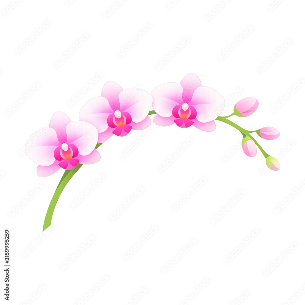 Fototapeta premium PNG Elegant pink orchid illustration.