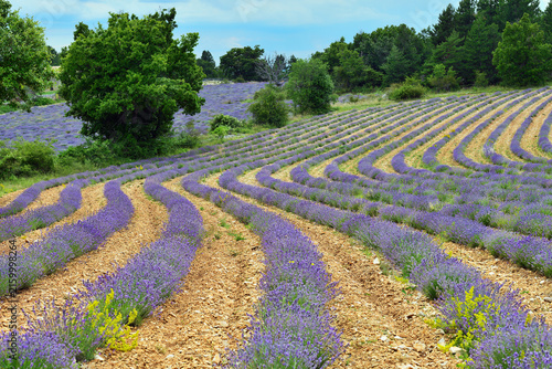 Provence rural landscape with lavender field. France