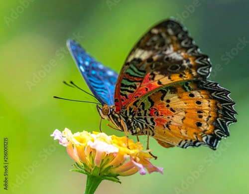 Vibrant butterfly with intricate wing patterns showcasing vivid colors in a naturalist