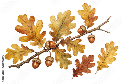 Autumn oak branch with acorns and colorful leaves isolated on transparent background