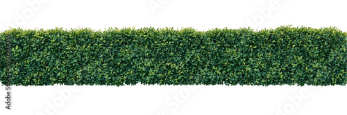 Dense continuous green hedge with realistic layered foliage and natural landscaping texture, isolated on transparent background.