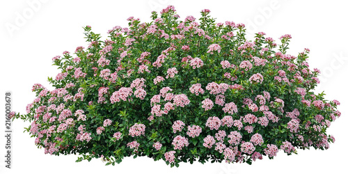 Lush flowering shrub with abundant blossoms, green foliage and realistic botanical details, isolated on transparent background.