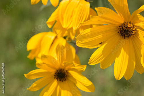 Blüten der Topinambur Pflanze