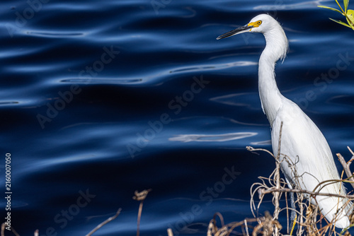 Quadro su tela Snowy egret (Egretta thula) standing against deep blue water
