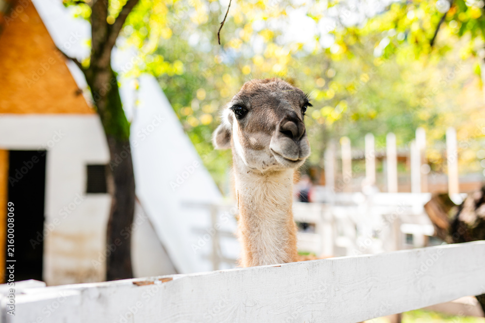 Naklejka premium Curious lama portrait with soft green forest background.