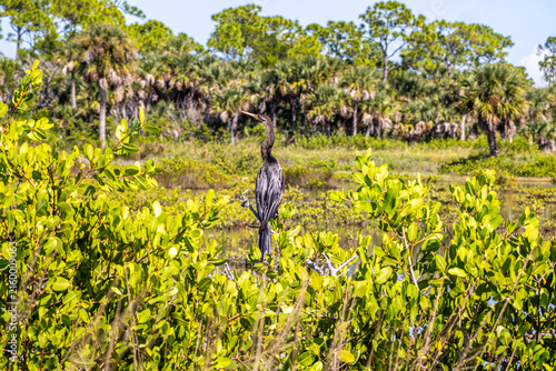 Fotografía Anhinga (Anhinga anhinga) perched in mangroves overlooking Florida wetland