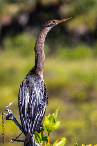 Obraz na plátně Anhinga (Anhinga anhinga) portrait with blurred green background