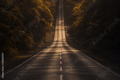 Empty road leading uphill through forest