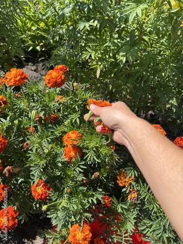 close up shot of a farmer's hand holding plucked orange marigold flowers over blooming garden bush