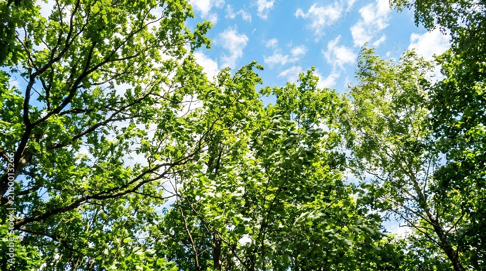 Fototapeta premium Close up of green tree leaves against blue sky.