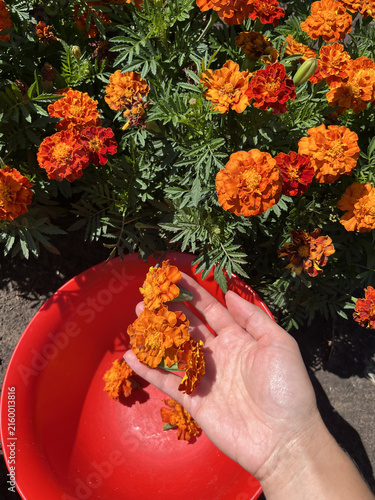 top view of a human hand picking orange marigold flowers into a red plastic bowl in the summer garden