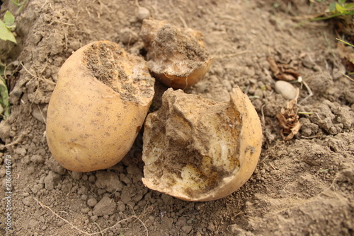 Obraz na plátně Hollow gnawed potato skins damaged by garden pests lying on dry soil ground