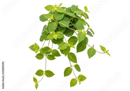Green ivy plant hanging with heart-shaped leaves against white background