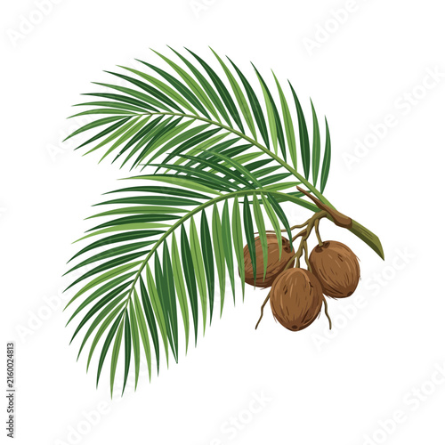 Tropical Coconut Cluster with Palm Fronds