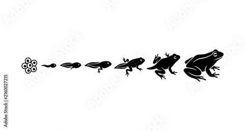 фотографія frog life cycle silhouette from eggs to adult frog vector illustration